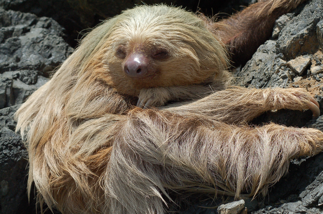 Guided Tour of Manuel Antonio National Park photo