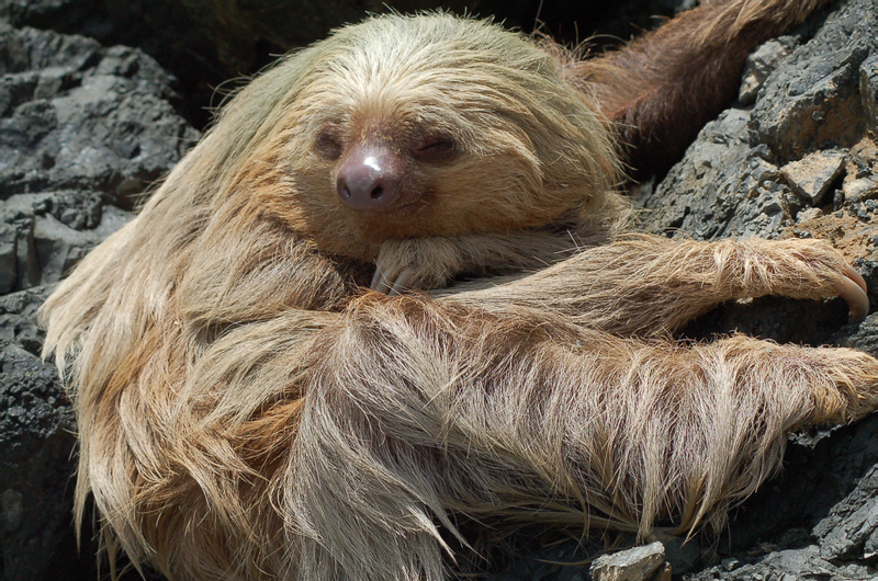 Guided Tour of Manuel Antonio National Park photo
