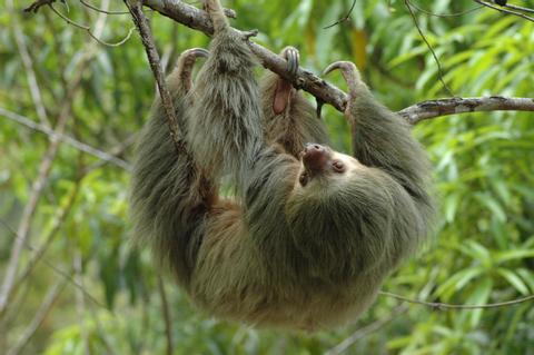 Guided Tour of Manuel Antonio National Park Costa Rica