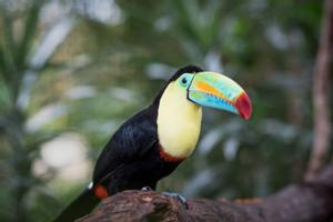 La Paz Waterfall Gardens Tour - Entrance and Lunch