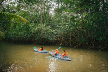 Damas Island Mangrove Kayak Estuary photo 2