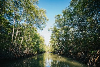 Damas Island Mangrove Kayak Estuary photo 5