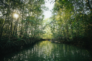 Damas Island Mangrove Kayak Estuary photo 3