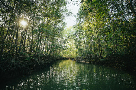 Damas Island Mangrove Kayak Estuary photo 3