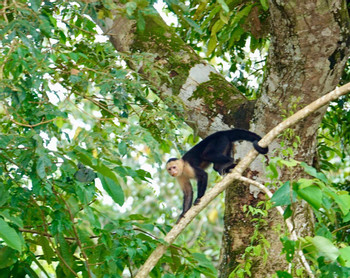 Manuel Antonio National Park and Beach Day photo 4