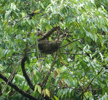 Manuel Antonio National Park and Surf photo 2