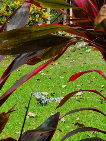 Casa Colibri  photo 4