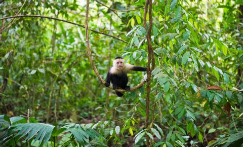 Manuel Antonio Costa Rica