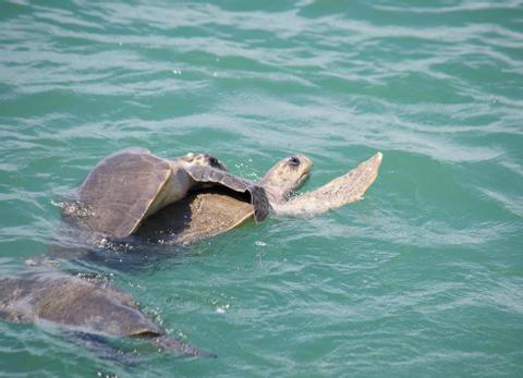 Catamaran Cruise and Snorkeling Costa Rica