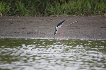 Mangrove Kayaking photo 5