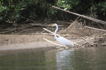Mangrove Kayaking photo 4