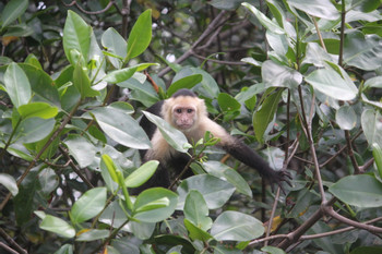 Mangrove Kayaking photo 3
