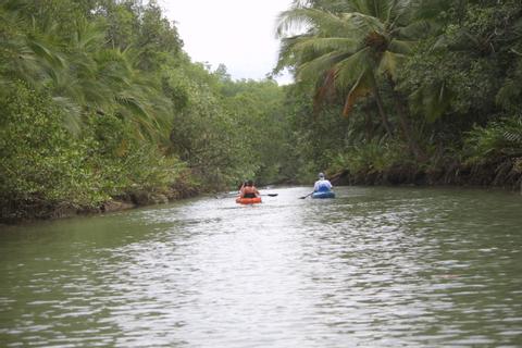 Mangrove Kayaking Costa Rica