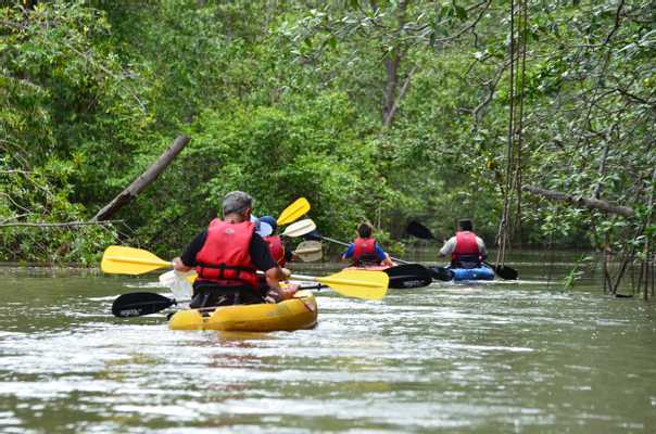 Damas Island Mangrove Kayak Tour