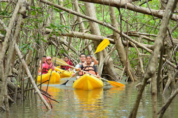 Damas Island Mangrove Kayak Tour photo 4