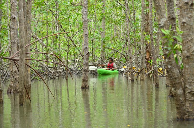 Manuel Antonio Mangrove Kayak Tour Damas Island Estuary