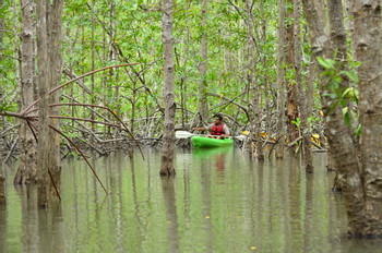 Damas Island Mangrove Kayak Tour photo 3