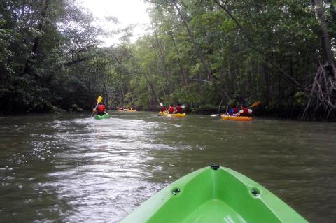 Damas Island Mangrove Kayak Tour Costa Rica