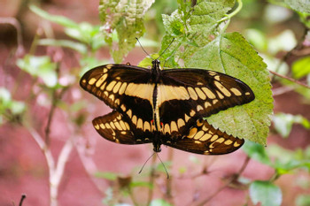 Butterfly Garden and Sloth Sanctuary  photo 5