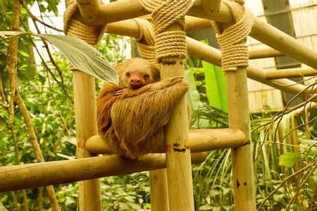 Butterfly Garden and Sloth Sanctuary  photo 3