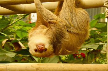 Butterfly Garden and Sloth Sanctuary  photo 4