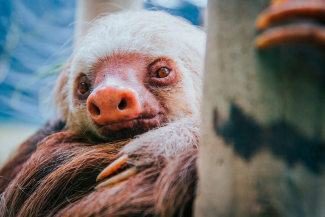 Butterfly Garden and Sloth Sanctuary  photo