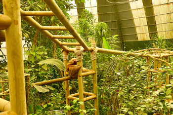 Butterfly Garden and Sloth Sanctuary  photo 2