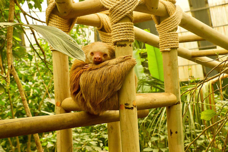 Canopy Tour with Superman, Suspension Bridges Self-guided, Sloth Sanctuary (Platinum Pack)