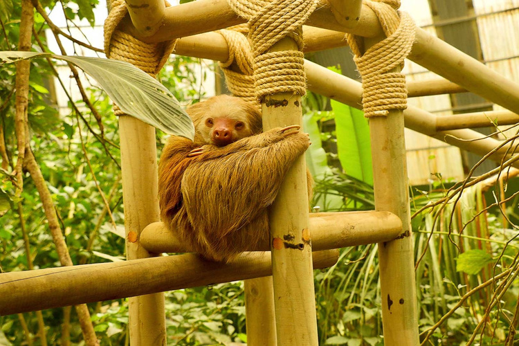 Canopy Tour with Superman, Suspension Bridges Self-guided, Sloth Sanctuary (Platinum Pack) photo