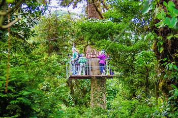 Canopy Tour with Superman, Suspension Bridges Self-guided, Sloth Sanctuary (Platinum Pack) photo 4