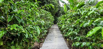 Don Juan Coffee, Chocolate and Sugar Cane Monteverde - Private Tour photo 5
