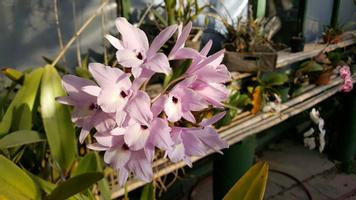 Monteverde Orchid Garden Tour Photo