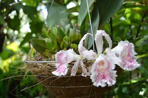 Monteverde Orchid Garden Tour photo 4