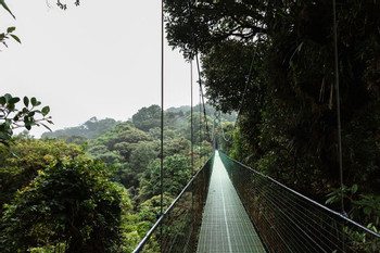 Sky Walk Guided Tour Monteverde photo 2
