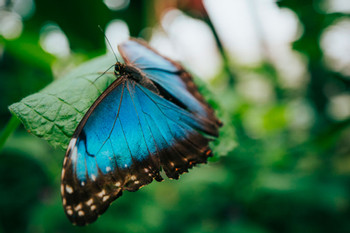 Suspension Bridges, Sloth Sanctuary and Butterfly Garden photo 4