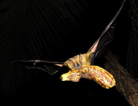 Monteverde Bat Jungle Costa Rica
