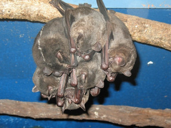 Monteverde Bat Jungle photo 5