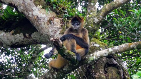 Guided Tour Curi-Cancha Reserve Costa Rica