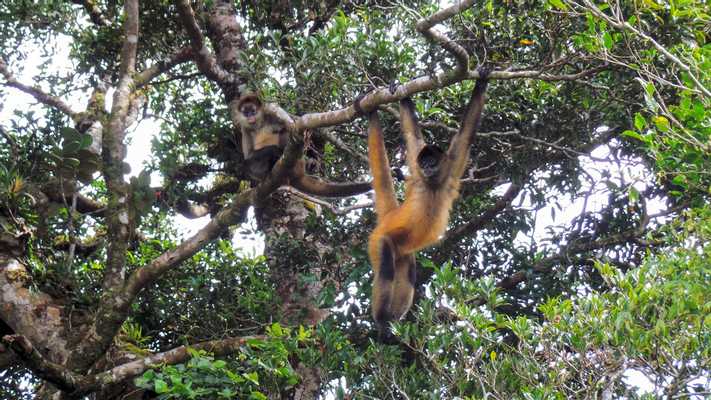 Guided Tour Curi-Cancha Reserve