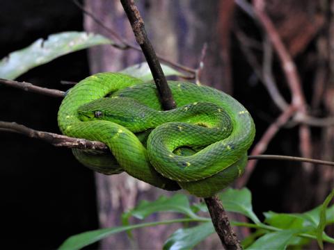 Guided Tour Curi-Cancha Reserve Costa Rica