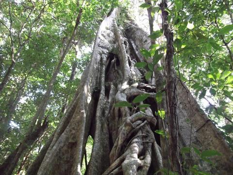 Guided Tour Curi-Cancha Reserve Costa Rica