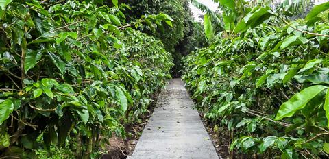 Don Juan Coffee, Chocolate & Sugar Cane Costa Rica