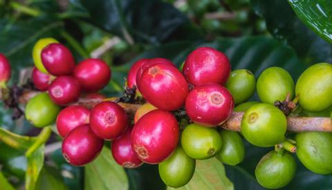 Don Juan Coffee, Chocolate & Sugar Cane Costa Rica