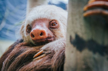Sloth Sanctuary Tour photo 2