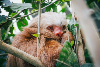 Sloth Sanctuary Tour photo 4