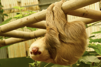 Sloth Sanctuary Tour photo 3