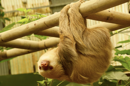 Sloth Sanctuary Tour photo 3