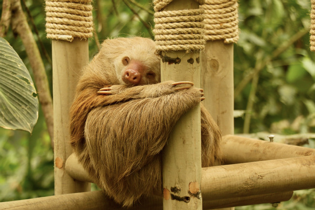 Sloth Sanctuary Tour photo