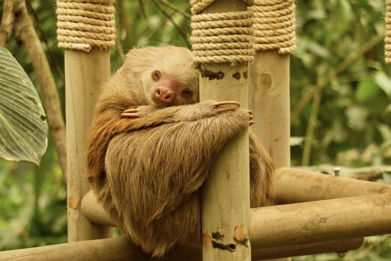 Sloth Sanctuary Tour photo