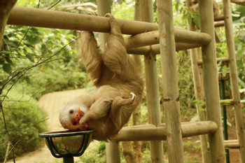 Sloth Sanctuary Tour photo 5